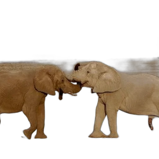 animal, 3d render, concept art, photorealistic transparent PNG cut-out