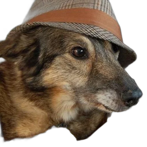 hat, animal, face, staff transparent PNG cut-out