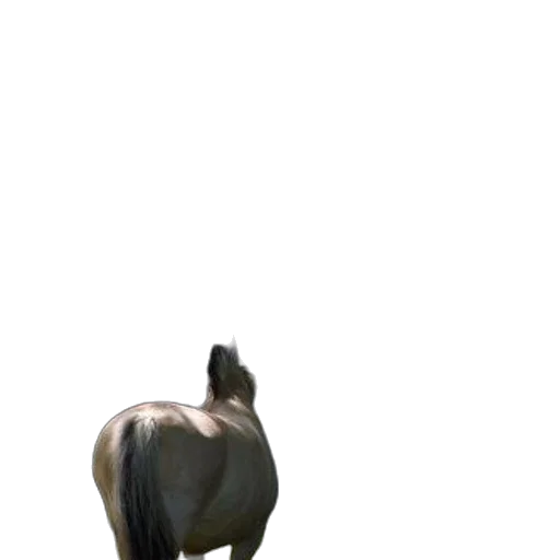 animal, creature, staff, robot transparent PNG cut-out
