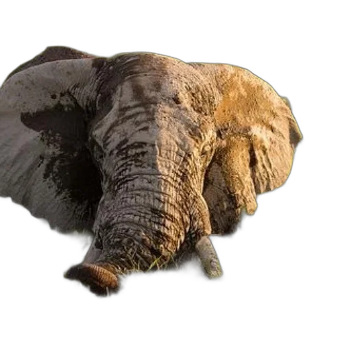 animal, hair, creature, hat transparent PNG cut-out