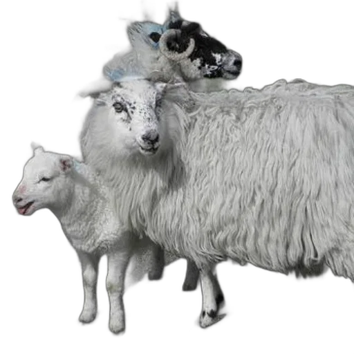 animal, creature, photorealistic, 3d render transparent PNG cut-out