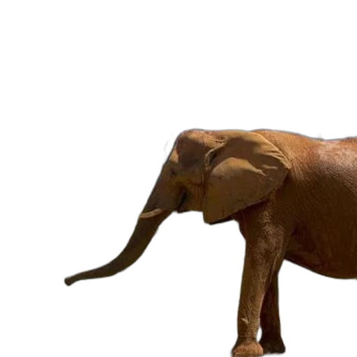 animal, creature, staff, 3d render transparent PNG cut-out