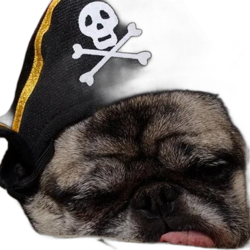 hat, photorealistic, pug, dog transparent PNG cut-out