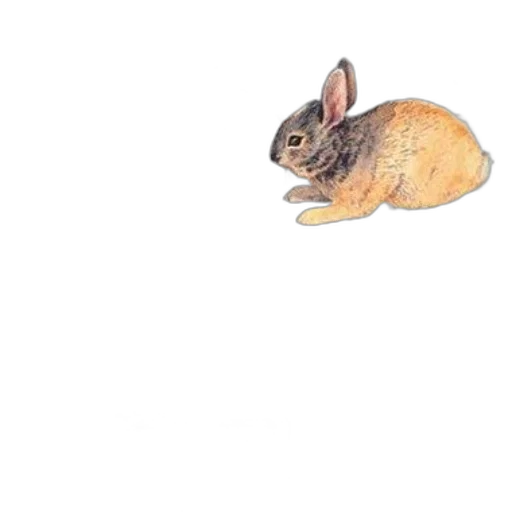 animal, food, creature, shoes transparent PNG cut-out