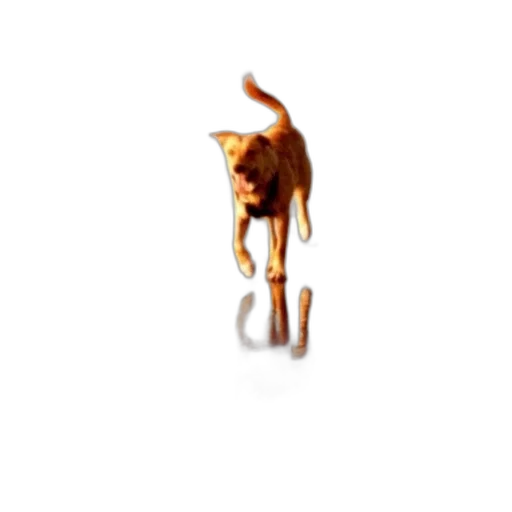 animal, staff, furniture, jewelry transparent PNG cut-out