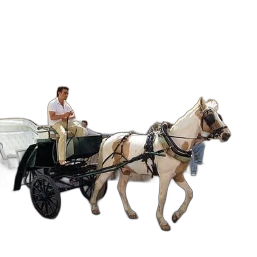 car, animal, furniture, photorealistic transparent PNG cut-out