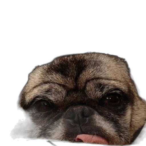 face, animal, creature, hat transparent PNG cut-out