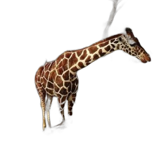 animal, staff, creature, jewelry transparent PNG cut-out
