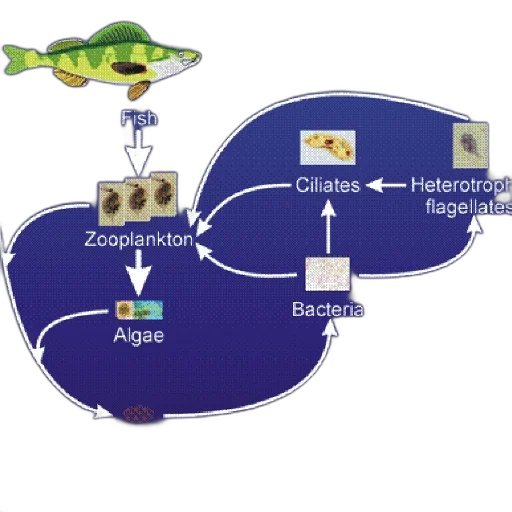 diagram, illustrating, food, web transparent PNG cut-out