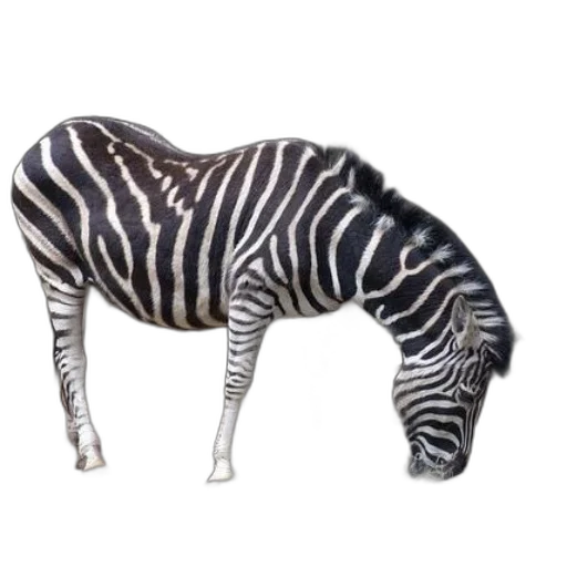 animal, creature, furniture, jewelry transparent PNG cut-out