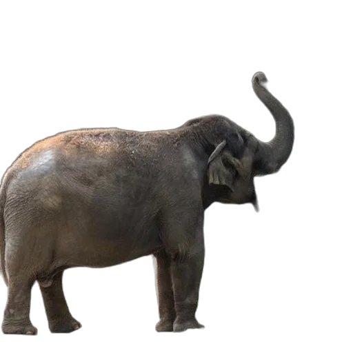 animal, creature, staff, weapon transparent PNG cut-out
