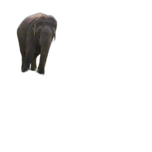 animal, creature, hat, weapon transparent PNG cut-out