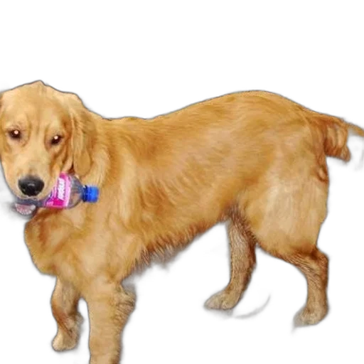 staff, animal, jewelry, weapon transparent PNG cut-out