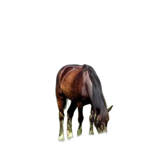 animal, creature, hair, hat transparent PNG cut-out