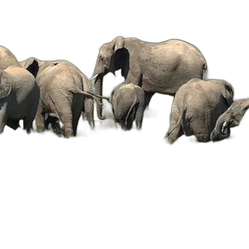 animal, weapon, staff, concept art transparent PNG cut-out