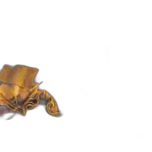 crown, hat, animal, creature transparent PNG cut-out