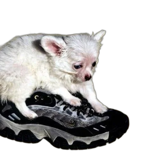 shoes, animal, creature, dragon transparent PNG cut-out