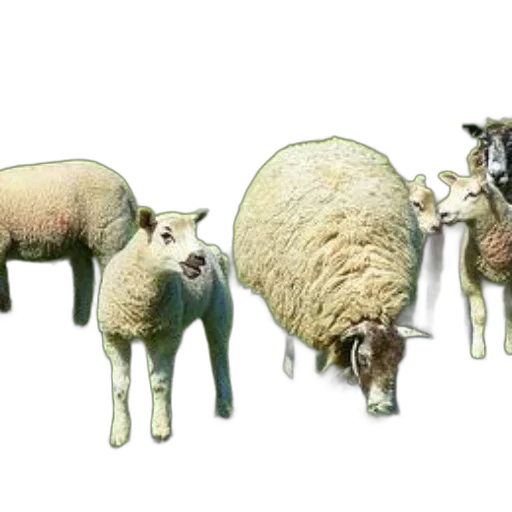 animal, weapon, food, furniture transparent PNG cut-out