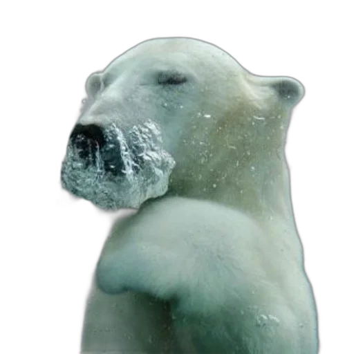 animal, creature, face, bottle transparent PNG cut-out