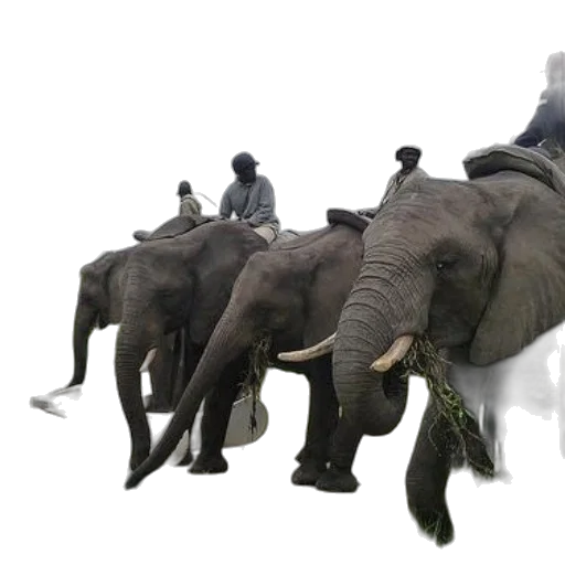 animal, staff, creature, furniture transparent PNG cut-out
