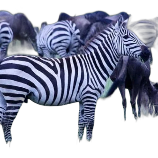 animal, creature, jewelry, furniture transparent PNG cut-out