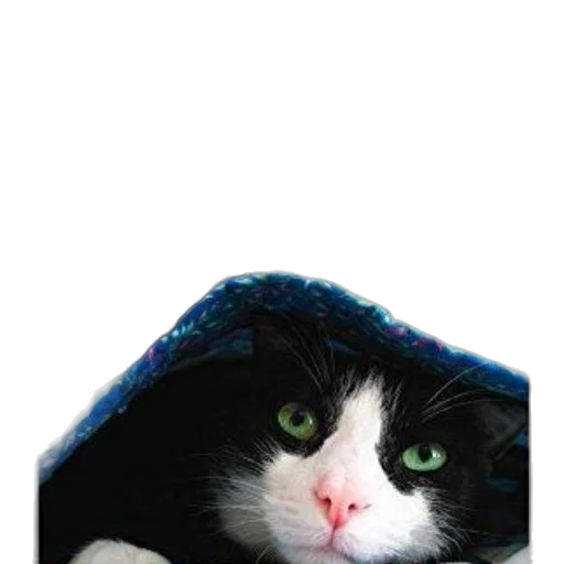 hat, animal, jacket, umbrella transparent PNG cut-out