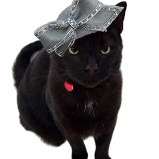 hat, crown, umbrella, staff transparent PNG cut-out