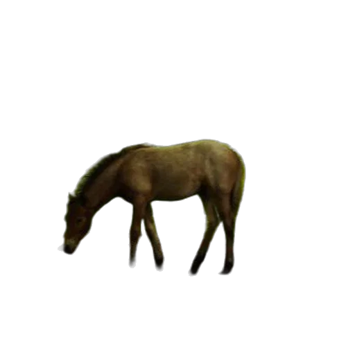 animal, creature, hat, hair transparent PNG cut-out