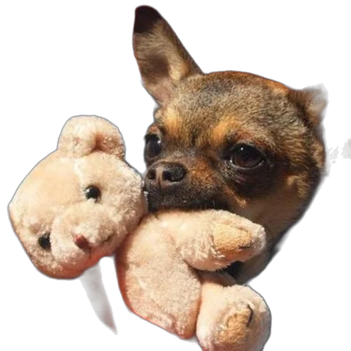 animal, creature, face, staff transparent PNG cut-out