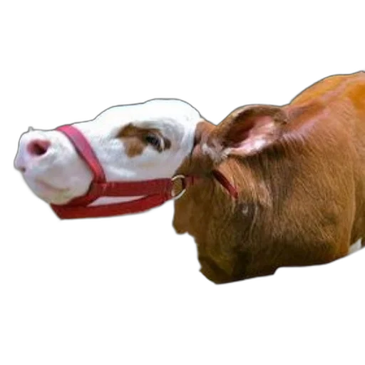 mask, animal, hat, creature transparent PNG cut-out