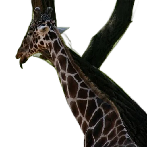 animal, staff, creature, dragon transparent PNG cut-out