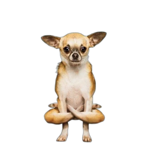 animal, creature, staff, face transparent PNG cut-out