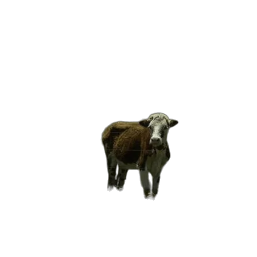 animal, creature, staff, hair transparent PNG cut-out