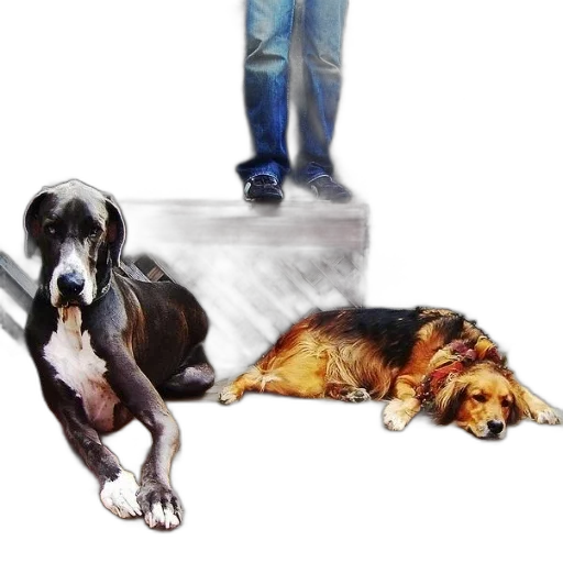 animal, staff, photorealistic, oil painting transparent PNG cut-out