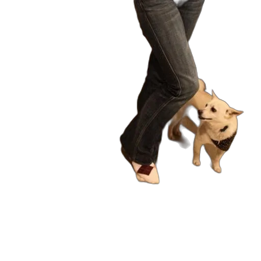 animal, shoes, creature, staff transparent PNG cut-out
