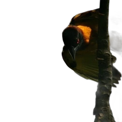 animal, staff, dragon, hat transparent PNG cut-out