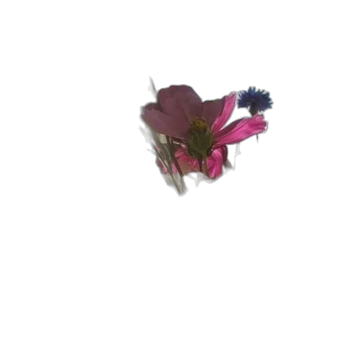 flower, crown, hat, jewelry transparent PNG cut-out