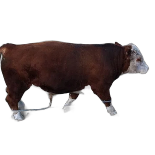 animal, creature, food, robot transparent PNG cut-out