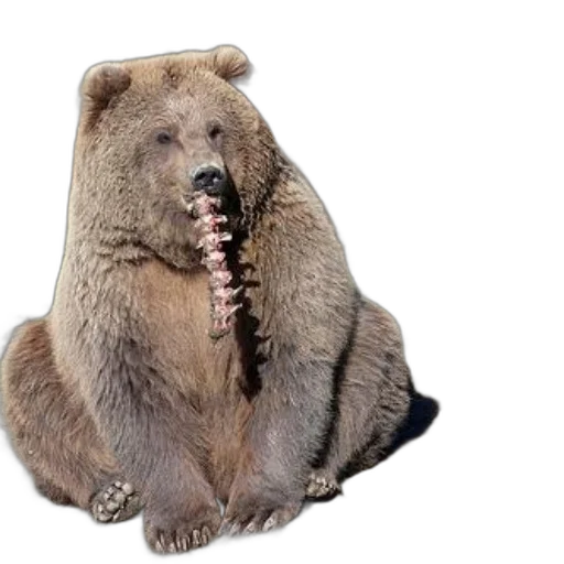 animal, staff, creature, food transparent PNG cut-out