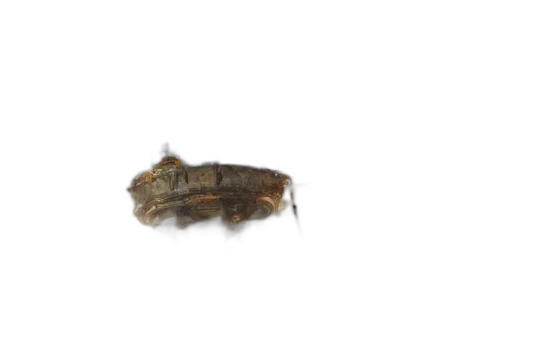 animal, crown, creature, hair transparent PNG cut-out
