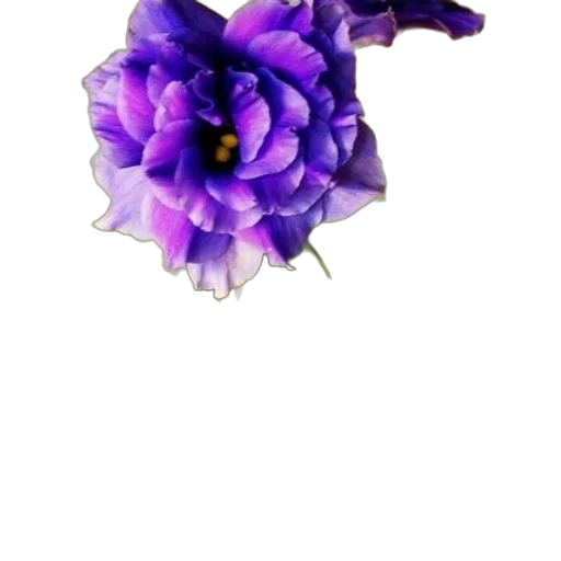 flower, crown, jewelry, staff transparent PNG cut-out