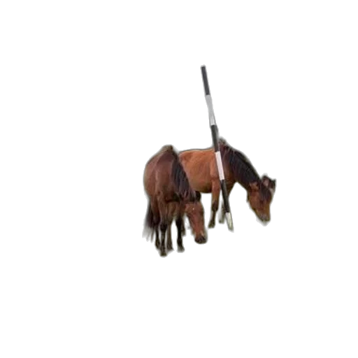 staff, animal, weapon, sword transparent PNG cut-out