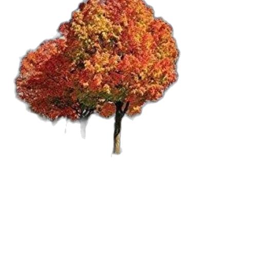 tree, crown, umbrella, staff transparent PNG cut-out