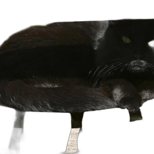 animal, furniture, creature, hat transparent PNG cut-out
