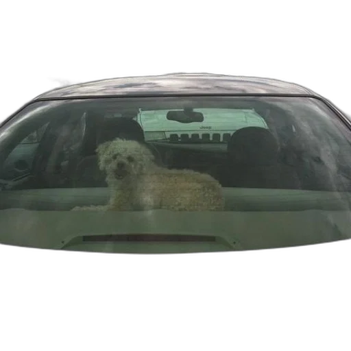 car, animal, fluffy, white transparent PNG cut-out