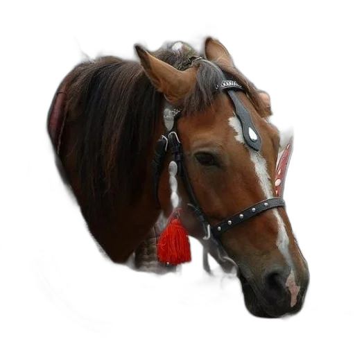 jewelry, animal, crown, hat transparent PNG cut-out