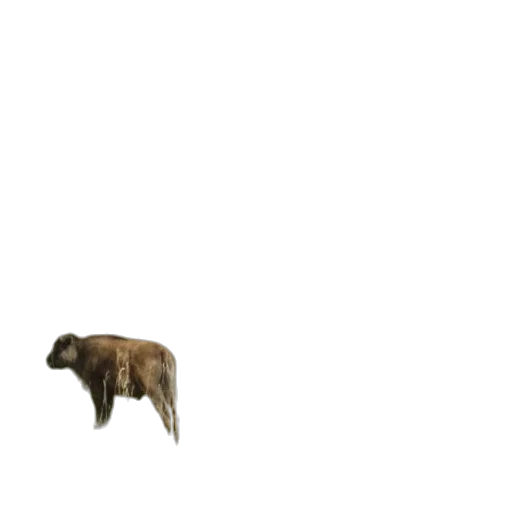 animal, creature, hair, staff transparent PNG cut-out