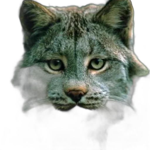 animal, mask, creature, face transparent PNG cut-out