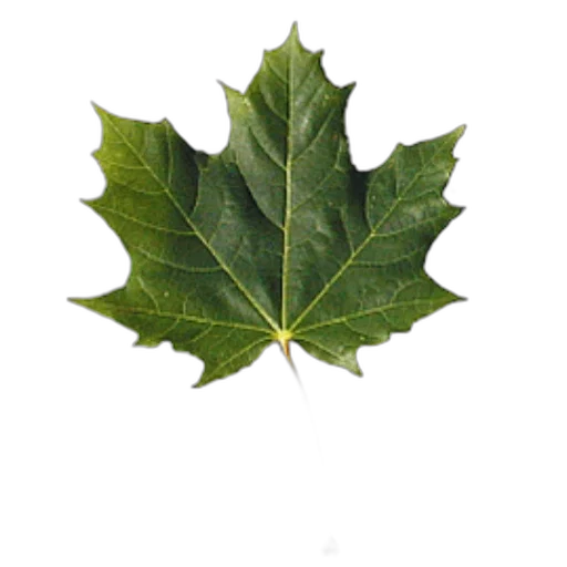 tree, crown, staff, jacket transparent PNG cut-out