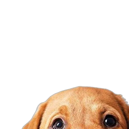 animal, face, creature, staff transparent PNG cut-out